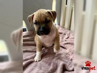 Ράτσα: Γαλλικό Μπουλντόγκ - Bulldog | Ηλικία: 2,5 μηνών | Φύλο: Θηλυκό | Αρ. Microchip: 87654987687 | Εκπαιδευμένο | Περιοχή: Αθήνα, Αττική